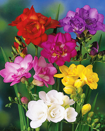 FREESIA DOUBLE MIX 100 kusov